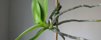 orchidea szaporítás